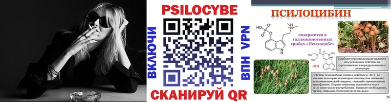 Купить  Сокол  Галлюциногенные грибы Psilocybe 